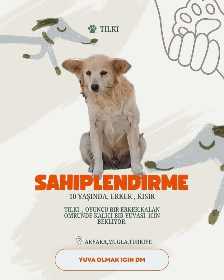 Akyaka’da 20 Köpek Yuva Bekliyor: Hayvanseverlerden Sahiplenme Çağrısı 3